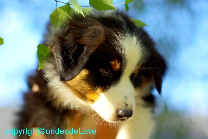 des ondes de Love - Berger Australien - Portée née le 18/07/2010