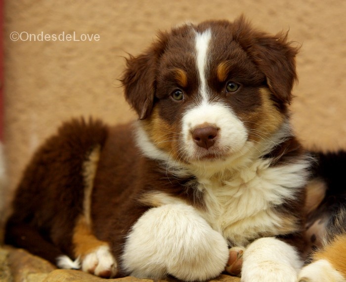 Chiot Berger Australien des ondes de Love